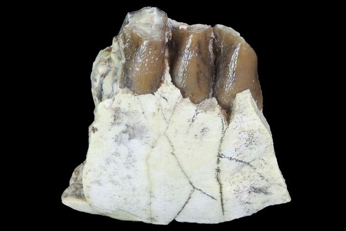 Oligocene Ruminant (Leptomeryx) Jaw Section - South Dakota #100424